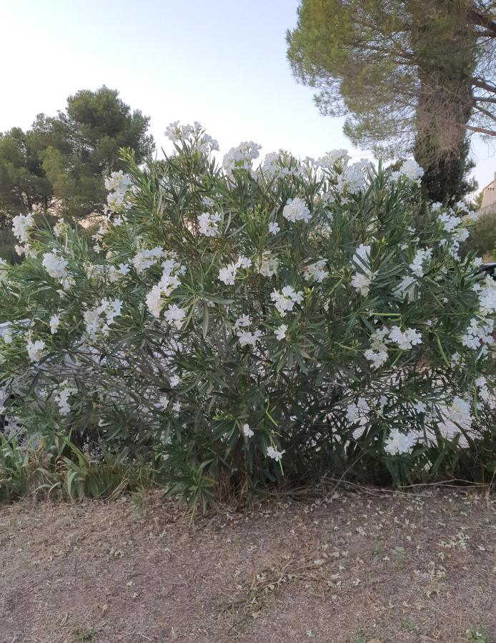 Villa Des Masques Aubais Dış mekan fotoğraf